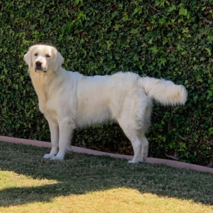 European Golden Retriever Breeder - Cardosa Farms Golden Retrievers