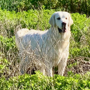 Best Puppies - Golden Retriever Breeder in CA - Cardosa Farms Golden Retrievers 760-688-6882 - Duchess