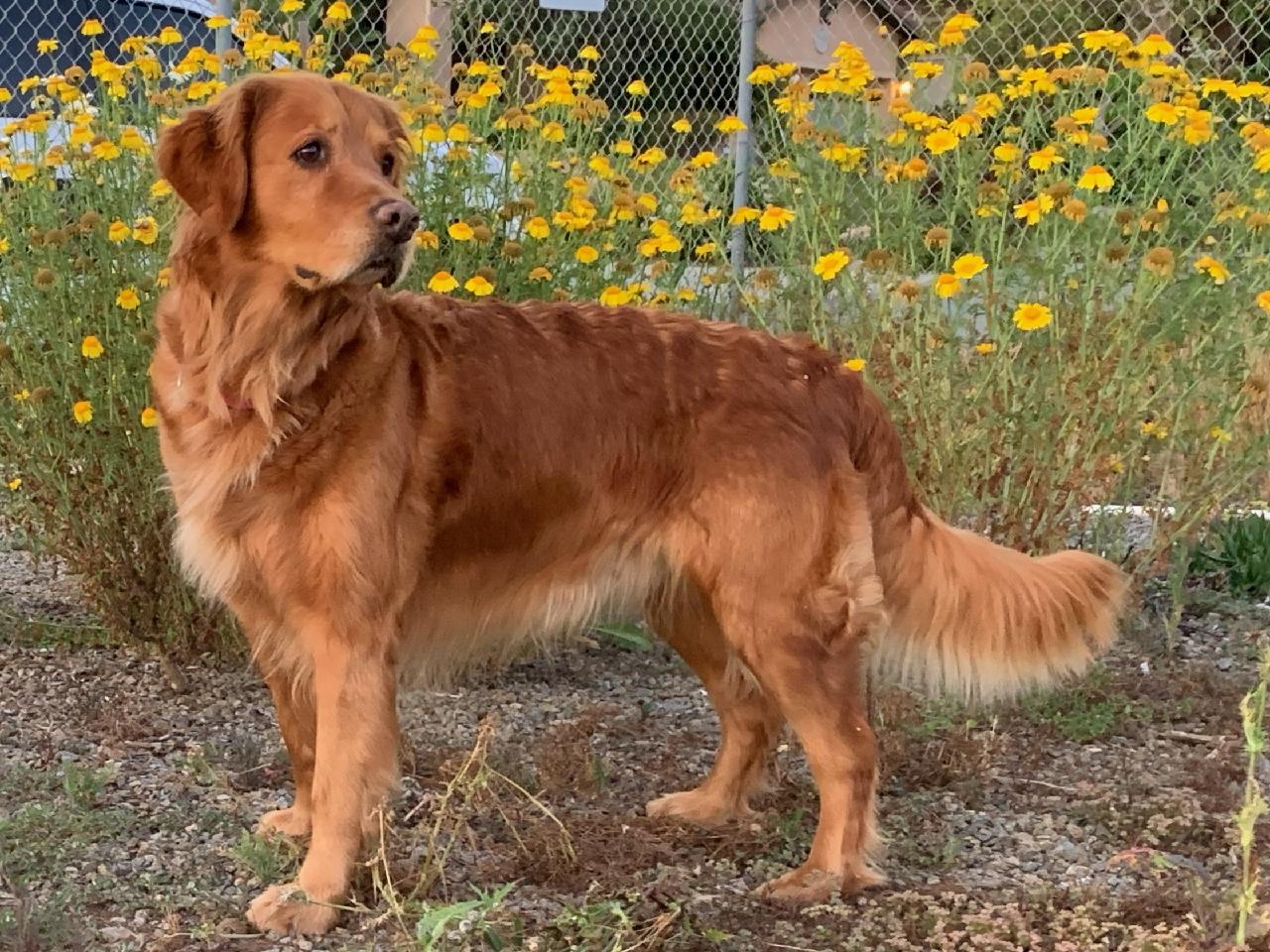 Cardosa Farms Golden Retrievers - Ginger