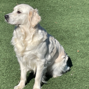 Best Golden Retriever Breeder - Miley - Cardosa Farms Golden Retrievers