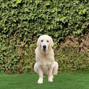 Cardosa Farms Golden Retrievers - Duchess