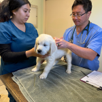 Cardosa Farms Golden Retrievers - Vet Exam