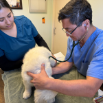 Cardosa Farms Golden Retrievers - Vet Exam 2