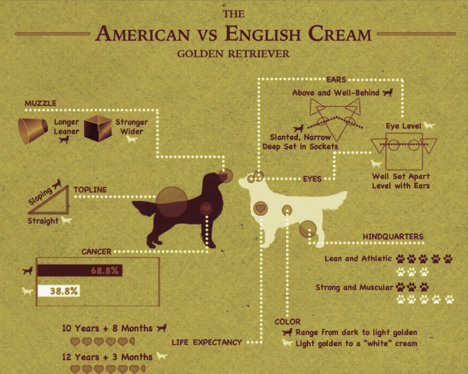 Chart - Cardosa Farms Golden Retrievers