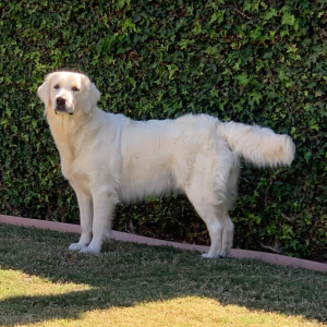 English Cream Golden Retriever Breeder - Cardosa Farms Golden Retrievers 760-688-6882 - Lady