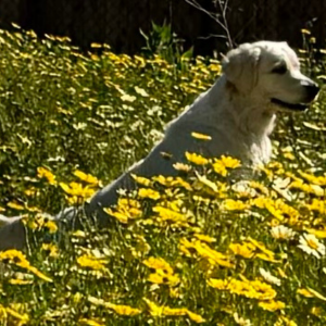 English Cream Golden Retriever Breeder - Cardosa Farms Golden Retrievers 760-688-6882 - Missy of Cardosa Farms