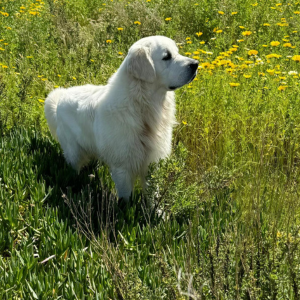 English Cream Golden Retriever Breeder - Cardosa Farms Golden Retrievers 760-688-6882 - Tramin Maximus of Cardosa Farms