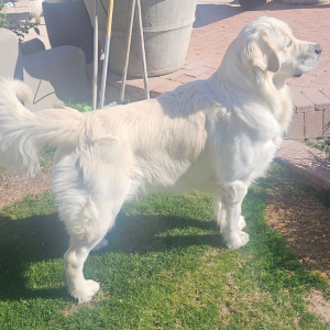 English Cream Golden Retriever Breeder - Cardosa Farms Golden Retrievers - Lock