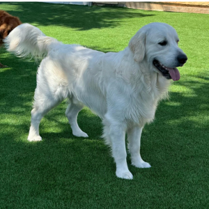 English Cream Golden Retriever Breeder - Cardosa Farms Golden Retrievers -Tramin Spike of Cardosa Farms