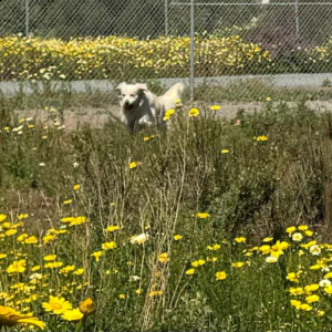 English Cream Golden Retriever Breeder in CA - Cardosa Farms Golden Retrievers -