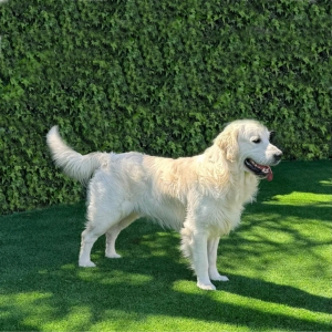 English Cream Golden Retriever Breeder in CA - Cardosa Farms Golden Retrievers -Tramin Spike of Cardosa Farms_inPixio (2)