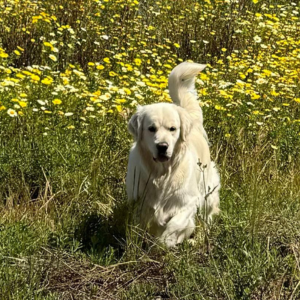 English Cream Golden Retriever Breeder in California - Cardosa Farms Golden Retrievers -