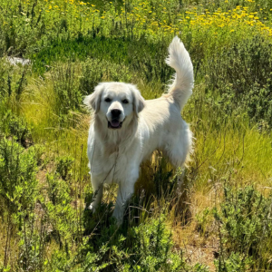 English Cream Golden Retriever Breeder in Carlsbad CA - Cardosa Farms Golden Retrievers -