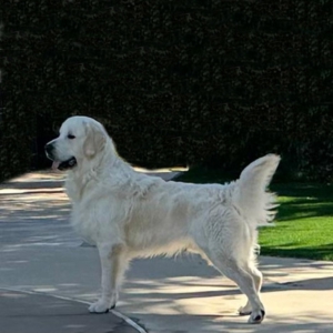 English Cream Golden Retriever Breeder in Carlsbad, CA - Cardosa Farms Golden Retrievers - Tramin Spike of Cardosa Farms