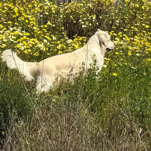 English Cream Golden Retriever Breeder in Carlsbad California - Cardosa Farms Golden Retrievers -