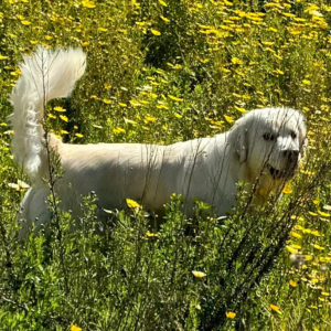 English Cream Golden Retriever Breeder in Carlsbad California - Cardosa Farms Golden Retrievers - 760-688-6882