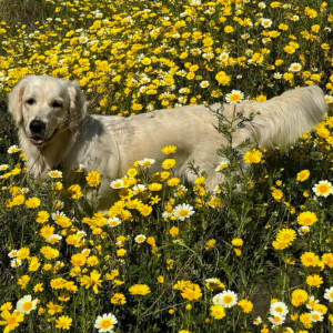 English Cream Golden Retriever Breeders - Cardosa Farms Golden Retrievers 760-688-6882 - Missy of Cardosa Farms