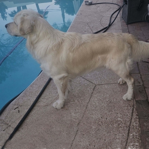 English Cream Golden Retriever Puppies For Sale - Cardosa Farms Golden Retrievers - Wade