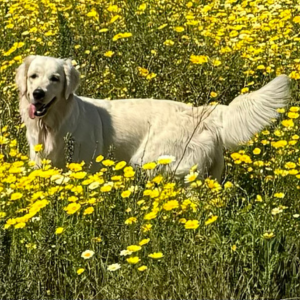 English Cream Golden Retriever Puppies For Sale in CA - Cardosa Farms Golden Retrievers - Missy of Cardosa Farms - 760-688-6882