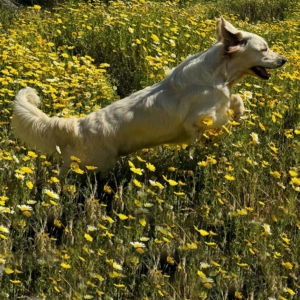 English Cream Golden Retriever Puppies For Sale in CA - Cardosa Farms Golden Retrievers - Missy of Cardosa Farms