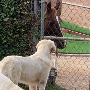 English Cream Golden Retriever Puppies For Sale in CA - Cardosa Farms Golden Retrievers - Missy