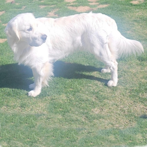 English Cream Golden Retriever Puppies For Sale in Carlsbad CA - Cardosa Farms Golden Retrievers