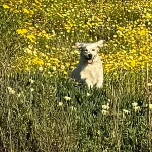 English Cream Golden Retriever Puppies For Sale in Carlsbad California - Cardosa Farms Golden Retrievers - Fraya