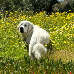 English Cream Golden Retrievers in CA - Cardosa Farms Golden Retrievers 760-688-6882 - Tramin Maximus of Cardosa Farms