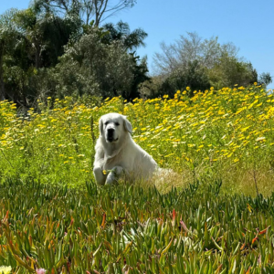 English Cream Golden Retrievers in Carlsbad CA - Cardosa Farms Golden Retrievers 760-688-6882 - Tramin Maximus of Cardosa Farms