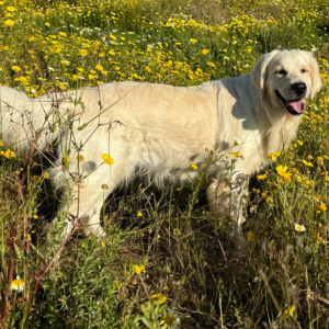 Golden Retriever Breeder - Cardosa Farms Golden Retrievers 760-688-6882 - Fraya