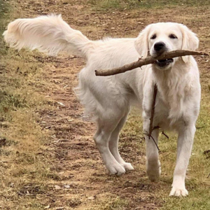 Golden Retriever Breeder - Cardosa Farms Golden Retrievers - Lady