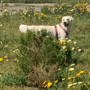 Golden Retriever Breeder in CA - Cardosa Farms Golden Retrievers - Lady