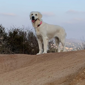 Golden Retriever Puppies For Sale - Cardosa Farms Golden Retrievers - Lady