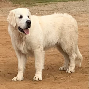 Golden Retriever Puppies For Sale in California - Cardosa Farms Golden Retrievers - Max