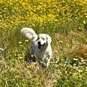 Golden Retriever Puppies For Sale in Carlsbad California - Cardosa Farms Golden Retrievers - Fraya