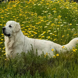 Puppies For Sale in Carlsbad CA - Cardosa Farms Golden Retrievers -.Tramin Maximus Of Cardosa Farms