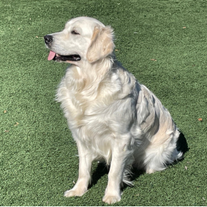 Top Golden Retriever Breeder - Cardosa Farms Golden Retrievers - Miley