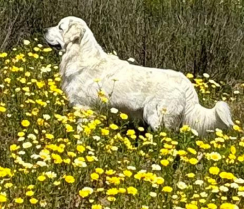 Tramin Maximus of Cardosa Farms Golden Retrievers