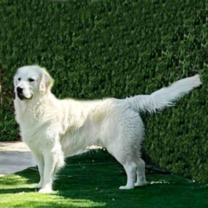 Tramin Spike of Cardosa Farms - Cardosa Farms Golden Retrievers