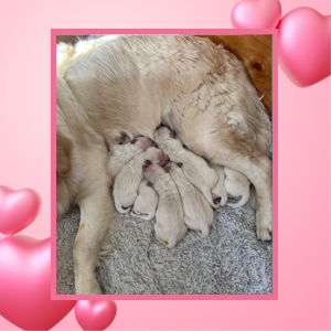 English Cream Golen Retriever Breeder by Max and Missy - Cardosa Farms Golden Retrievers