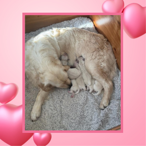 English Cream Golen Retriever Puppies by Max and Missy - Cardosa Farms Golden Retrievers